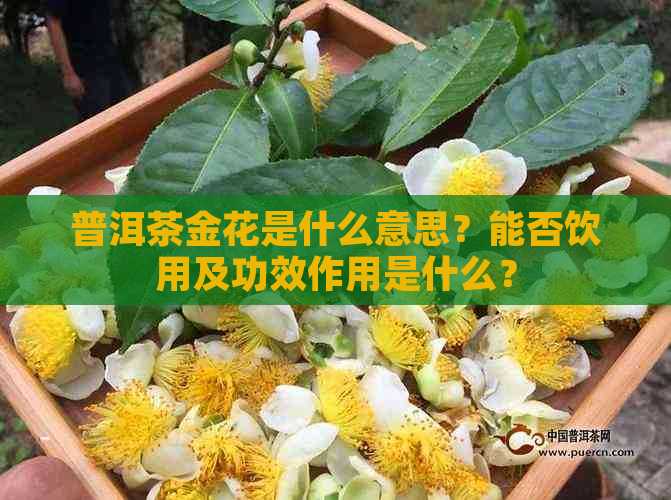 普洱茶金花是什么意思？能否饮用及功效作用是什么？