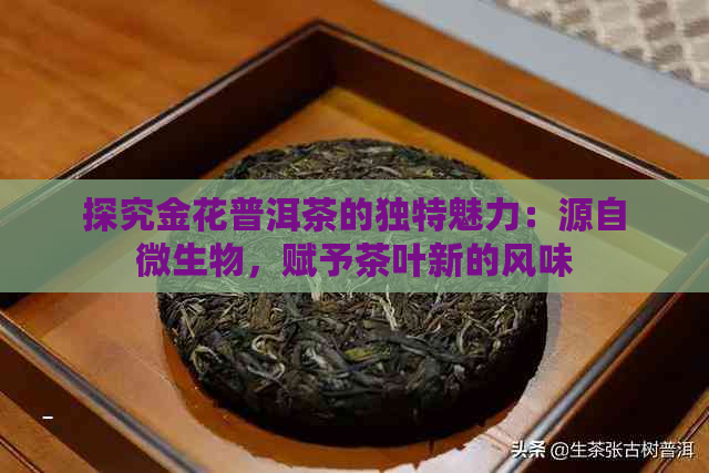 探究金花普洱茶的独特魅力：源自微生物，赋予茶叶新的风味