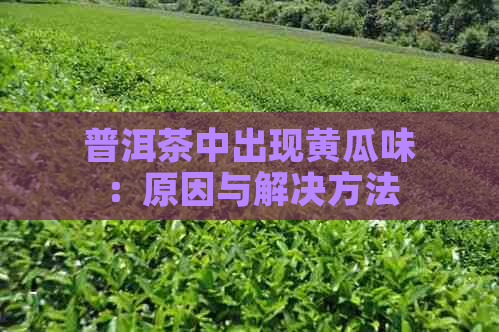 普洱茶中出现黄瓜味：原因与解决方法