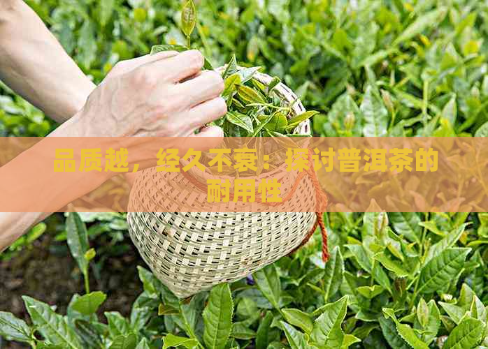 品质越，经久不衰：探讨普洱茶的耐用性