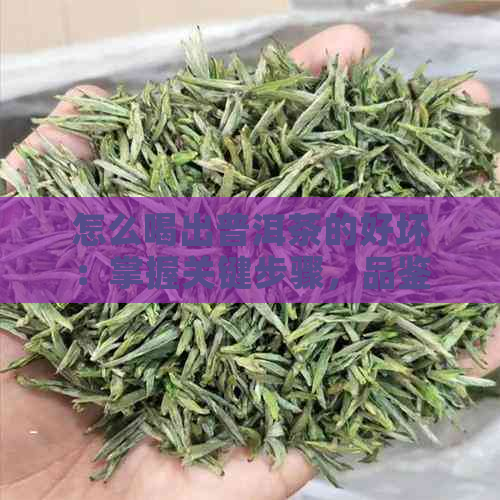 怎么喝出普洱茶的好坏：掌握关键步骤，品鉴普洱茶的精髓