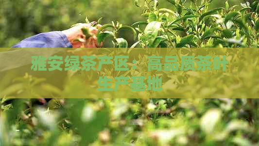 雅安绿茶产区：高品质茶叶生产基地