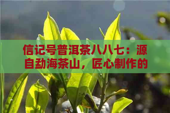 信记号普洱茶八八七：源自勐海茶山，匠心制作的品质之选