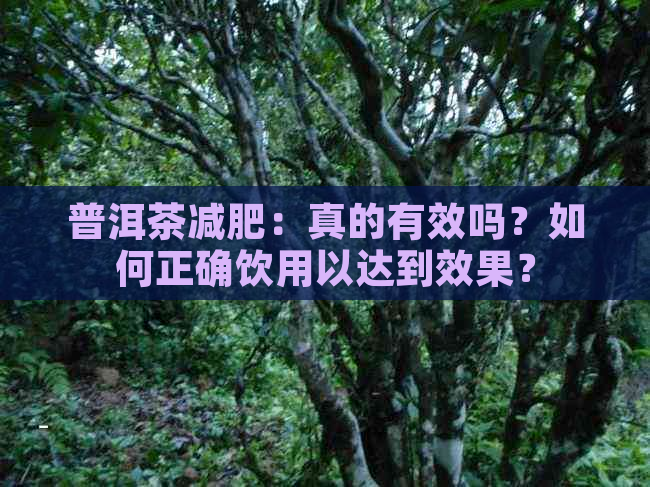 普洱茶减肥：真的有效吗？如何正确饮用以达到效果？