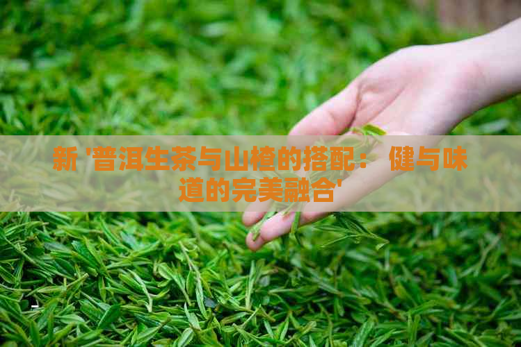 新 '普洱生茶与山楂的搭配： 健与味道的完美融合'