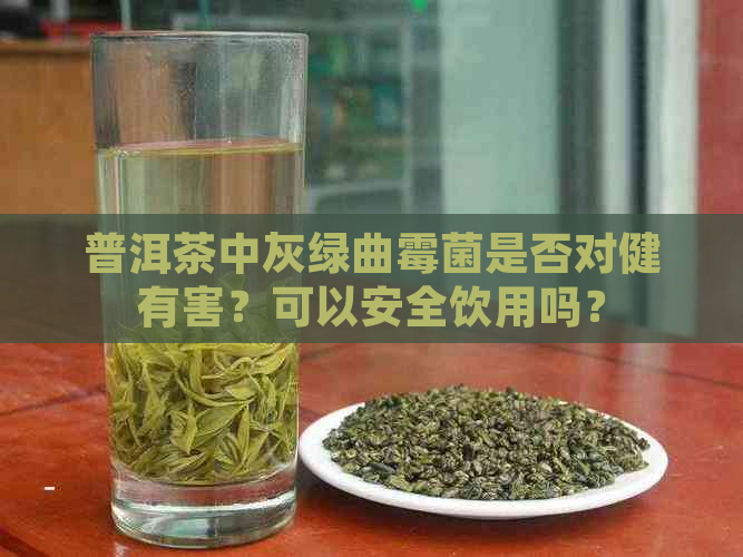 普洱茶中灰绿曲霉菌是否对健有害？可以安全饮用吗？