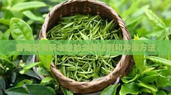 普洱茶泡茶水量的合适比例和冲泡方法