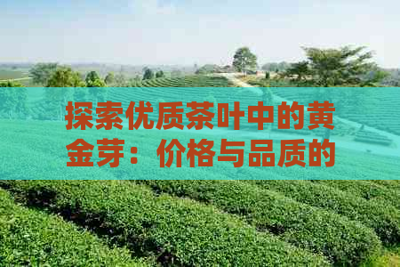 探索优质茶叶中的黄金芽：价格与品质的平分析