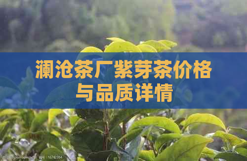 澜沧茶厂紫芽茶价格与品质详情