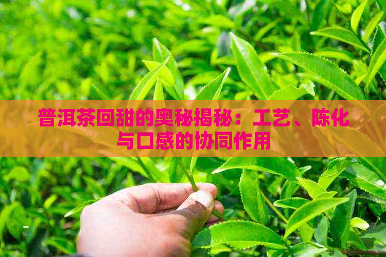 普洱茶回甜的奥秘揭秘：工艺、陈化与口感的协同作用