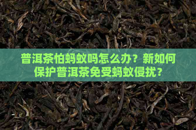 普洱茶怕蚂蚁吗怎么办？新如何保护普洱茶免受蚂蚁侵扰？