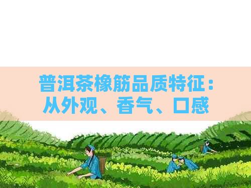 普洱茶橡筋品质特征：从外观、香气、口感到保存方法的全面解析