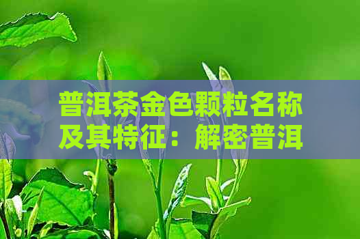 普洱茶金色颗粒名称及其特征：解密普洱茶里的金色真相