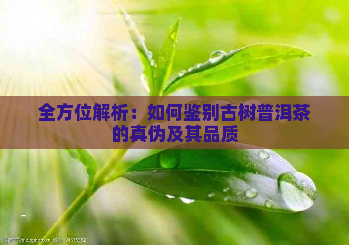 全方位解析：如何鉴别古树普洱茶的真伪及其品质