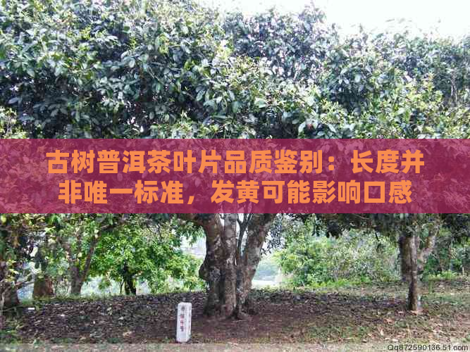 古树普洱茶叶片品质鉴别：长度并非唯一标准，发黄可能影响口感