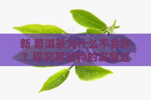 新 普洱茶为什么不会坏？探究其独特的发酵过程