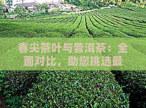 春尖茶叶与普洱茶：全面对比，助您挑选最适合的茶叶种类