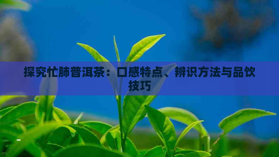 探究忙肺普洱茶：口感特点、辨识方法与品饮技巧