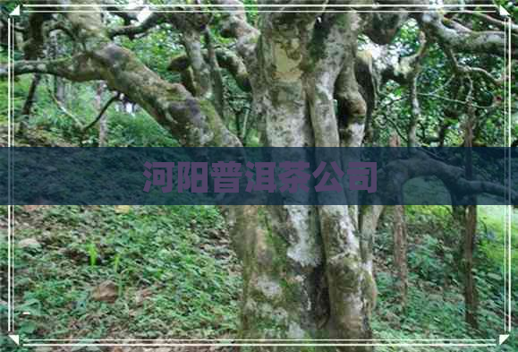 河阳普洱茶公司