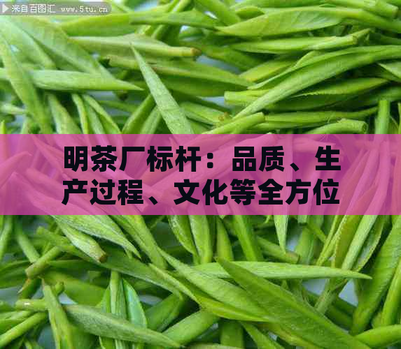 明茶厂标杆：品质、生产过程、文化等全方位解析与探索