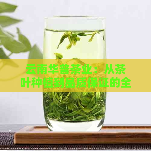 云南华普茶业：从茶叶种植到品质保证的全方位解析