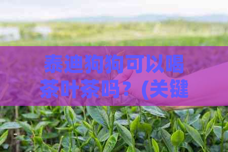 泰迪狗狗可以喝茶叶茶吗？(关键词：泰迪、狗狗、茶叶茶)