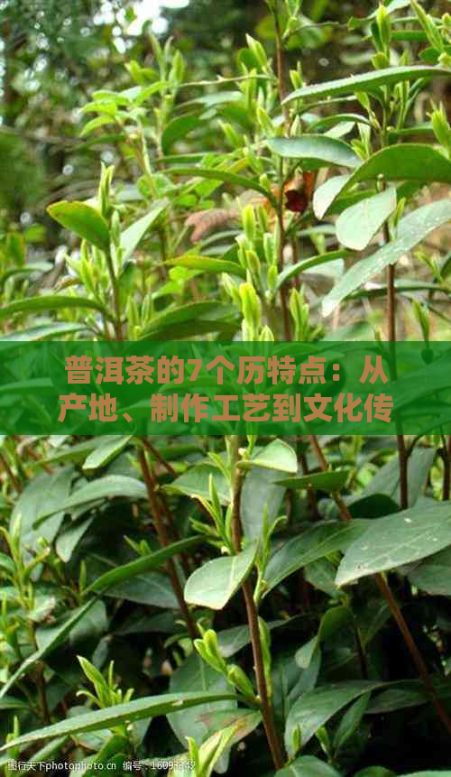 普洱茶的7个历特点：从产地、制作工艺到文化传承的全面解析