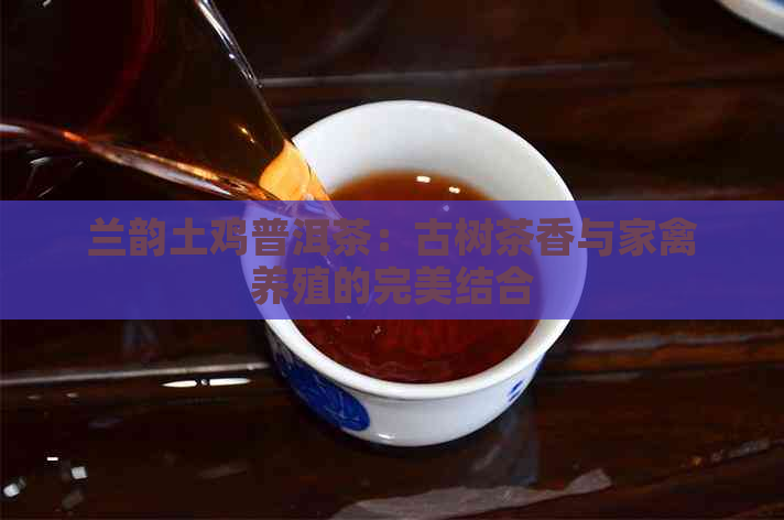 兰韵土鸡普洱茶：古树茶香与家禽养殖的完美结合