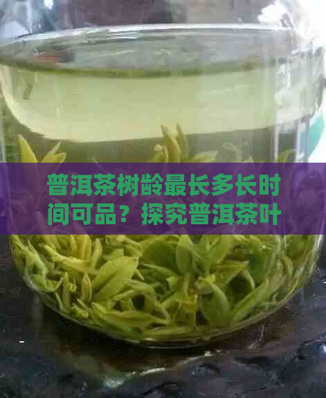 普洱茶树龄最长多长时间可品？探究普洱茶叶生长历程