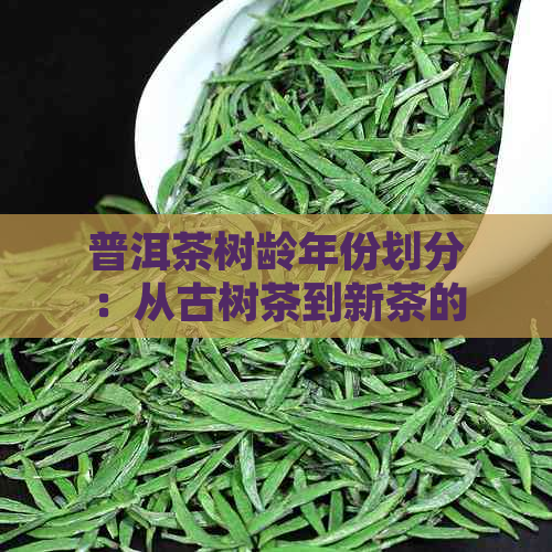 普洱茶树龄年份划分：从古树茶到新茶的不同魅力