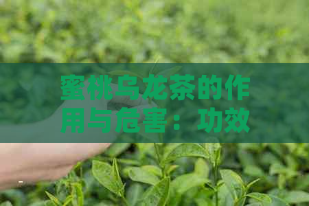 蜜桃乌龙茶的作用与危害：功效与坏处，以及注意事项。