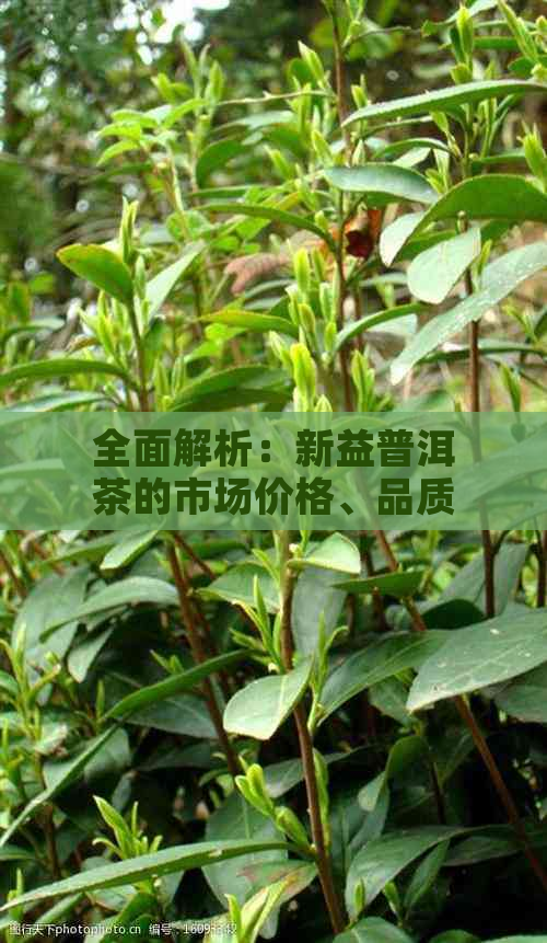 全面解析：新益普洱茶的市场价格、品质与收藏价值