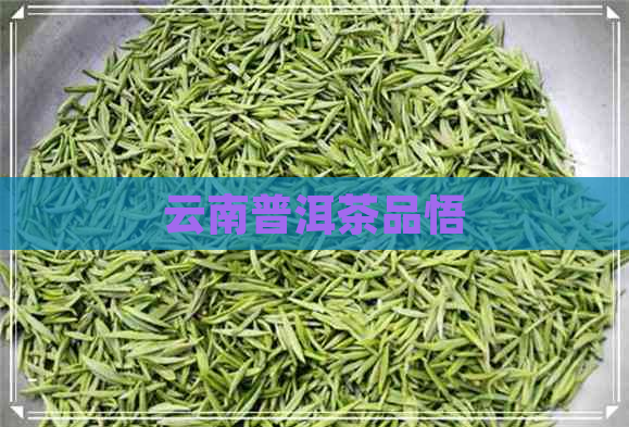 云南普洱茶品悟