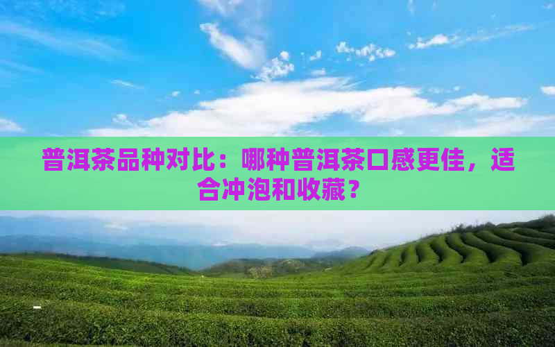 普洱茶品种对比：哪种普洱茶口感更佳，适合冲泡和收藏？