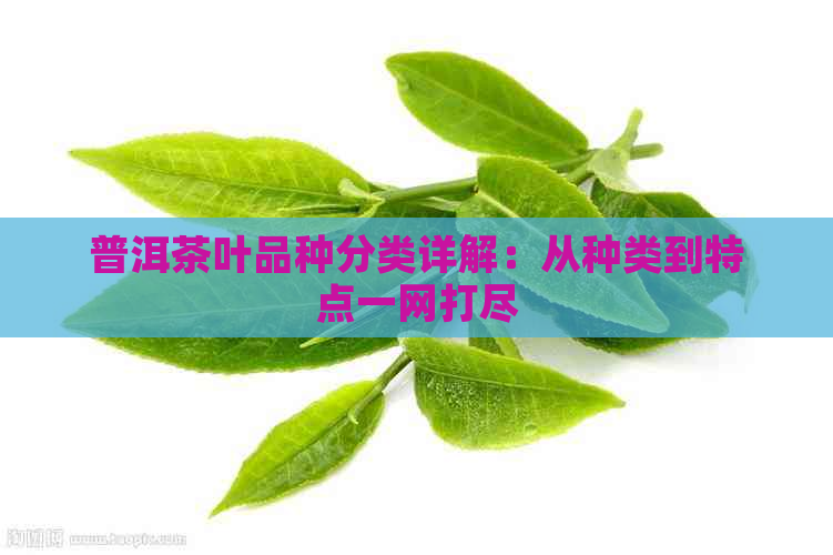 普洱茶叶品种分类详解：从种类到特点一网打尽