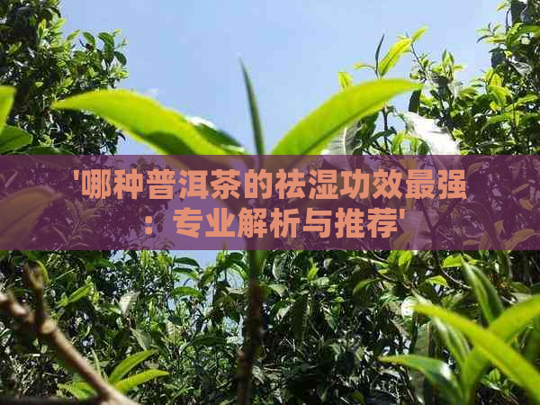 '哪种普洱茶的祛湿功效最强：专业解析与推荐'