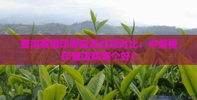 普洱茶橙印等级及红印对比：中茶橙印普洱茶哪个好？