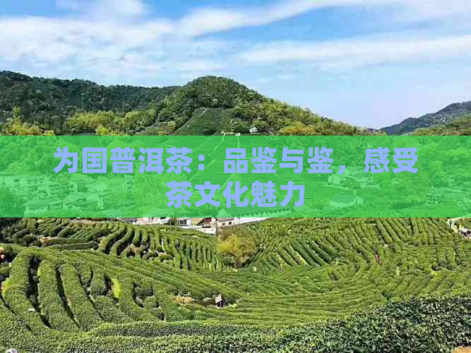 为国普洱茶：品鉴与鉴，感受茶文化魅力