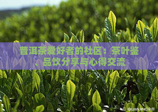 普洱茶爱好者的社区：茶叶鉴、品饮分享与心得交流