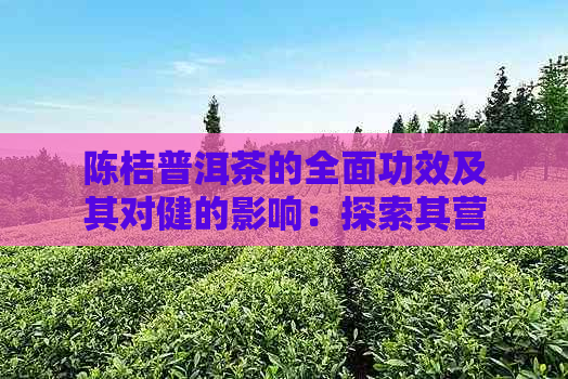 陈桔普洱茶的全面功效及其对健的影响：探索其营养价值和药用特性