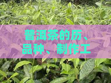 普洱茶的历、品种、制作工艺及其文化内涵：一脉相承的传统与现代魅力