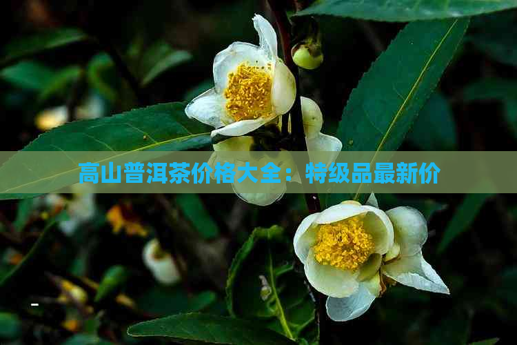 高山普洱茶价格大全：特级品最新价