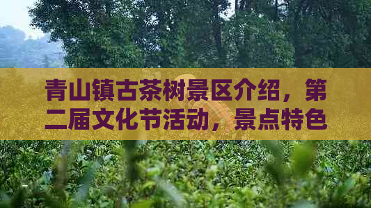 青山镇古茶树景区介绍，第二届文化节活动，景点特色与位置简介