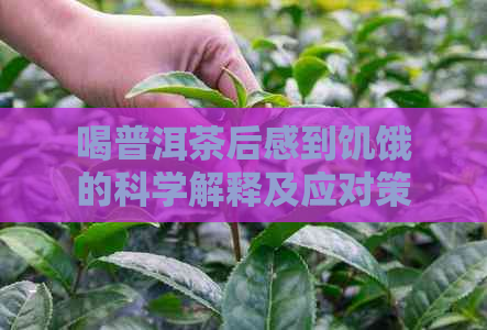 喝普洱茶后感到饥饿的科学解释及应对策略