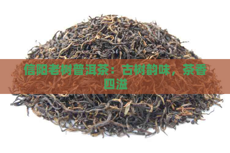 信阳老树普洱茶：古树韵味，茶香四溢