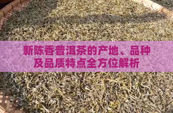 新陈香普洱茶的产地、品种及品质特点全方位解析