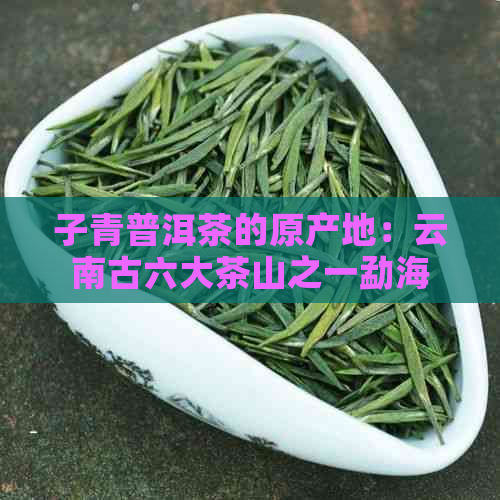 子青普洱茶的原产地：云南古六大茶山之一勐海县探秘