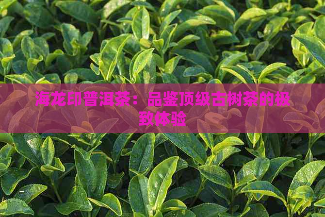 海龙印普洱茶：品鉴顶级古树茶的极致体验