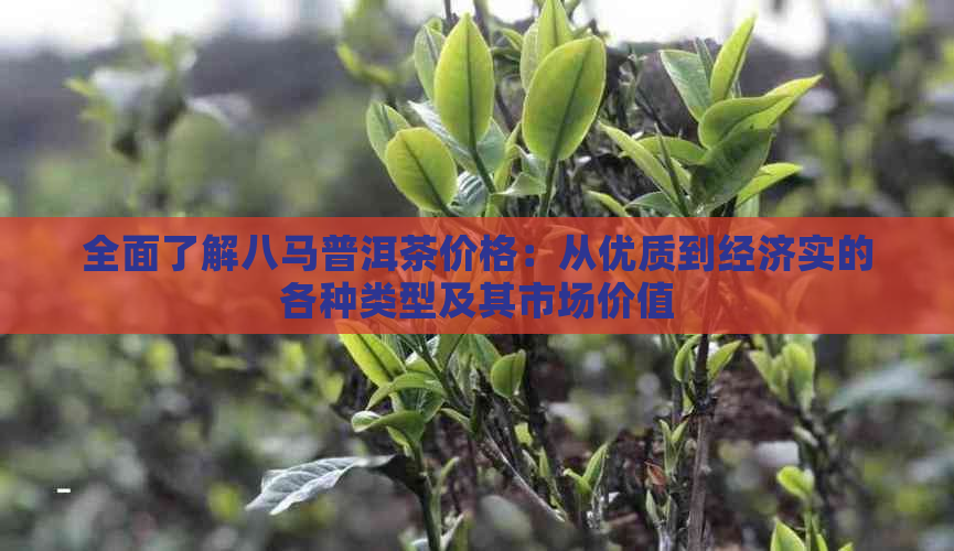 全面了解八马普洱茶价格：从优质到经济实的各种类型及其市场价值