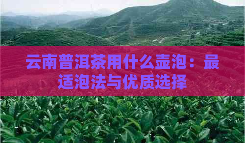 云南普洱茶用什么壶泡：最适泡法与优质选择